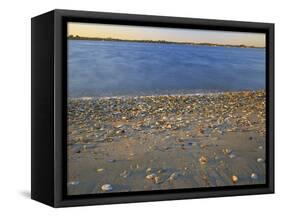 Shore at Sunset, Chesapeake Bay, Virginia, USA-Charles Gurche-Framed Stretched Canvas