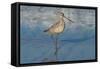 Shore Bird 1-Lee Peterson-Framed Stretched Canvas