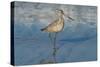 Shore Bird 1-Lee Peterson-Stretched Canvas