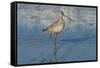 Shore Bird 1-Lee Peterson-Framed Stretched Canvas