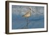 Shore Bird 1-Lee Peterson-Framed Photographic Print