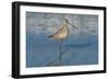 Shore Bird 1-Lee Peterson-Framed Photographic Print