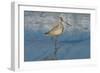 Shore Bird 1-Lee Peterson-Framed Photographic Print