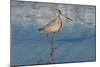 Shore Bird 1-Lee Peterson-Mounted Photographic Print