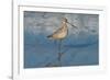 Shore Bird 1-Lee Peterson-Framed Photographic Print