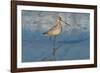 Shore Bird 1-Lee Peterson-Framed Photographic Print