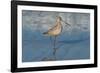 Shore Bird 1-Lee Peterson-Framed Photographic Print