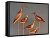 Shore Bird Decoys, USA-Gavriel Jecan-Framed Stretched Canvas