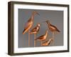 Shore Bird Decoys, USA-Gavriel Jecan-Framed Premium Photographic Print