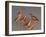 Shore Bird Decoys, USA-Gavriel Jecan-Framed Premium Photographic Print