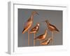 Shore Bird Decoys, USA-Gavriel Jecan-Framed Premium Photographic Print