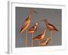 Shore Bird Decoys, USA-Gavriel Jecan-Framed Photographic Print