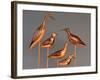 Shore Bird Decoys, USA-Gavriel Jecan-Framed Photographic Print