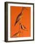 Shore Bird Decoys, USA-Gavriel Jecan-Framed Photographic Print