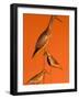 Shore Bird Decoys, USA-Gavriel Jecan-Framed Photographic Print