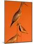 Shore Bird Decoys, USA-Gavriel Jecan-Mounted Photographic Print