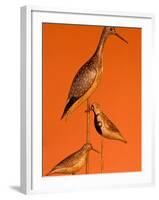 Shore Bird Decoys, USA-Gavriel Jecan-Framed Photographic Print