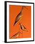 Shore Bird Decoys, USA-Gavriel Jecan-Framed Photographic Print