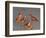 Shore Bird Decoys, USA-Gavriel Jecan-Framed Photographic Print