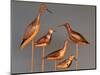 Shore Bird Decoys, USA-Gavriel Jecan-Mounted Photographic Print