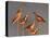 Shore Bird Decoys, USA-Gavriel Jecan-Stretched Canvas