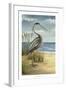 Shore Bird I-Ethan Harper-Framed Art Print