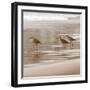 Shore Birds I-Danita Delimont-Framed Photo