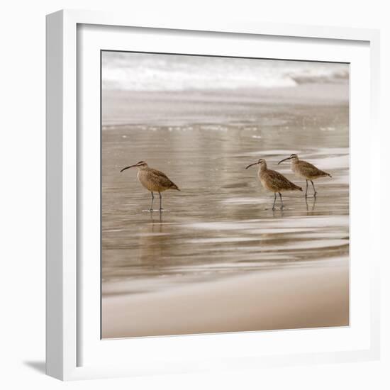 Shore Birds I-Danita Delimont-Framed Photo