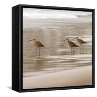 Shore Birds I-Danita Delimont-Framed Stretched Canvas
