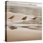 Shore Birds II-Danita Delimont-Stretched Canvas