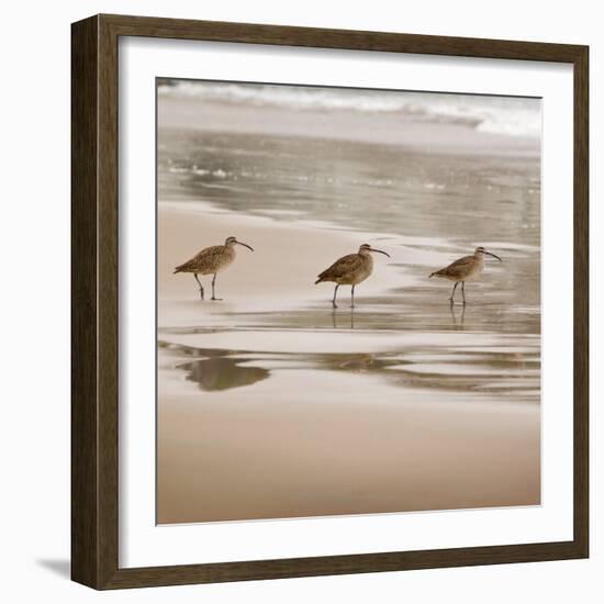 Shore Birds II-Danita Delimont-Framed Photo