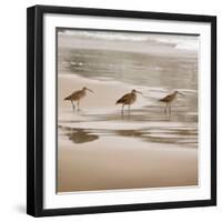 Shore Birds II-Danita Delimont-Framed Photo