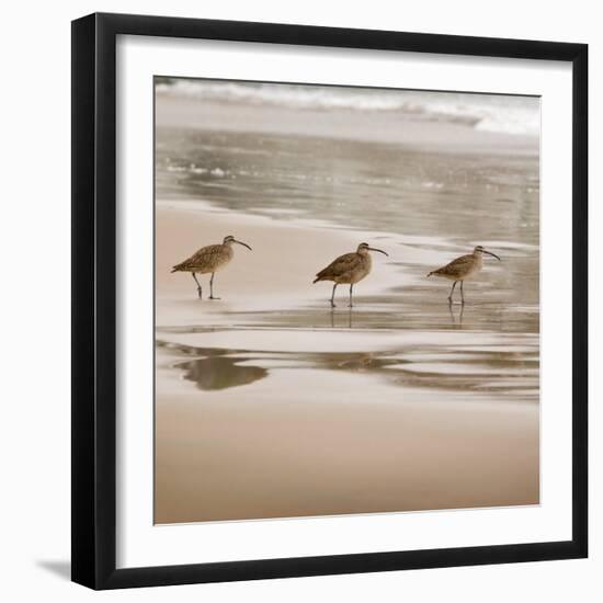 Shore Birds II-Danita Delimont-Framed Photo