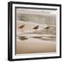 Shore Birds II-Danita Delimont-Framed Photo