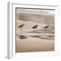 Shore Birds II-Danita Delimont-Framed Photo