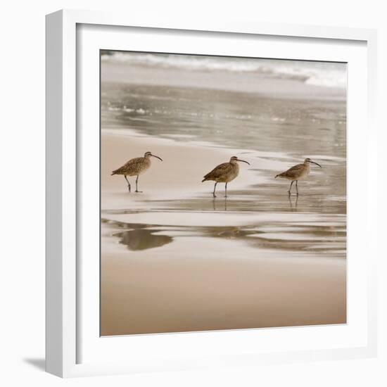 Shore Birds II-Danita Delimont-Framed Photo