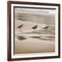 Shore Birds II-Danita Delimont-Framed Photo