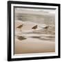 Shore Birds II-Danita Delimont-Framed Photo