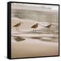 Shore Birds II-Danita Delimont-Framed Stretched Canvas