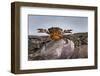 Shore Crab (Carcinus Maenas) Female Carrying Eggs With Claws Raised In Defensive Posture-Alex Hyde-Framed Photographic Print