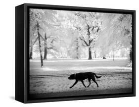 Shore Squad-Craig Satterlee-Framed Stretched Canvas