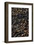 Shore Stones-Steve Gadomski-Framed Photographic Print