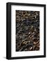 Shore Stones-Steve Gadomski-Framed Photographic Print