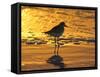 Shorebird at Sunset-Lynn M^ Stone-Framed Stretched Canvas