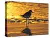 Shorebird at Sunset-Lynn M^ Stone-Stretched Canvas