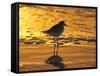 Shorebird at Sunset-Lynn M^ Stone-Framed Stretched Canvas