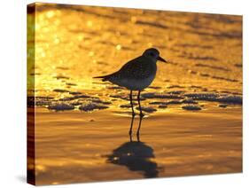 Shorebird at Sunset-Lynn M^ Stone-Stretched Canvas