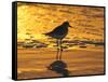 Shorebird at Sunset-Lynn M^ Stone-Framed Stretched Canvas