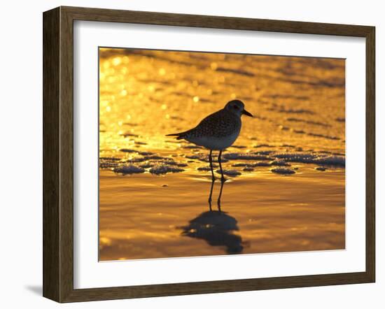 Shorebird at Sunset-Lynn M^ Stone-Framed Photographic Print