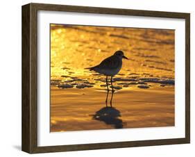Shorebird at Sunset-Lynn M^ Stone-Framed Photographic Print
